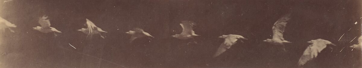 Fotoğraf 12. Marey'in 'Bird in Flight' Kronofotografisi